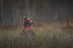 S-BA-BB-braunbaercub-ausguck-ic-00626_14-06-17