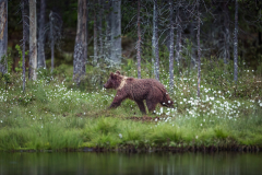 S-BB-BB-braunbaercub-ic-00429_14-06-22