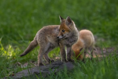 S-FM-FU-ROF-fuchs-welpe-ic-stein_61A1239