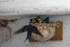 V-SI-SW-RSW-rauchschwalben-nestlinge-ic_61A1141