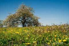 Kirschblüte