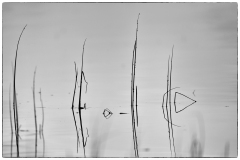 Reed.
