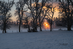 D-DEU-NRW-sonnenuntergang-winter-birnen-DSC2168-1