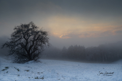 JAH-WIN-weide-nebel-sonnenuntergang-DSC2150-1