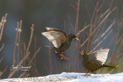 V-SI-STA-star-vs-amsel-DI1Q7253