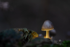 P-PI-HEL-HEL-helmling-glow_61A7480-Bearbeitet