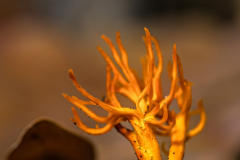 P-PI-KOR-GWK-gelbe-wiesenkoralle-ng-ick_61A5957