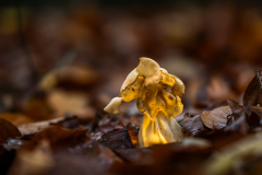 P-PI-LO-HER-herbstlorchel-glow-ic_61A9591-1