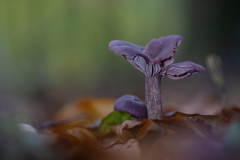 P-PI-LT-VLT-violetter-lacktrichterling_DSC3157