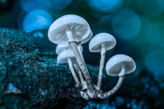 P-PI-SL-BSL-buchenschleinrueblinge-blue-bubbles-ic_61A2036