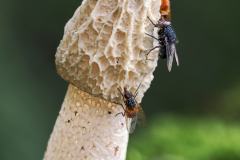 P-PI-STI-STM-stinkmorchel-fliegen_61A4270