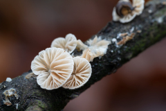 P-PI-STU-stummelfuesschen_DSC4513