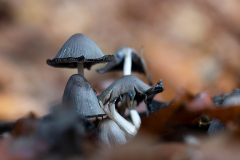 P-PI-TIN-GLT-glaenzender-tintling_61A9629