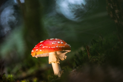 P-PI-WU-fliegenpilz-ick_61A5895